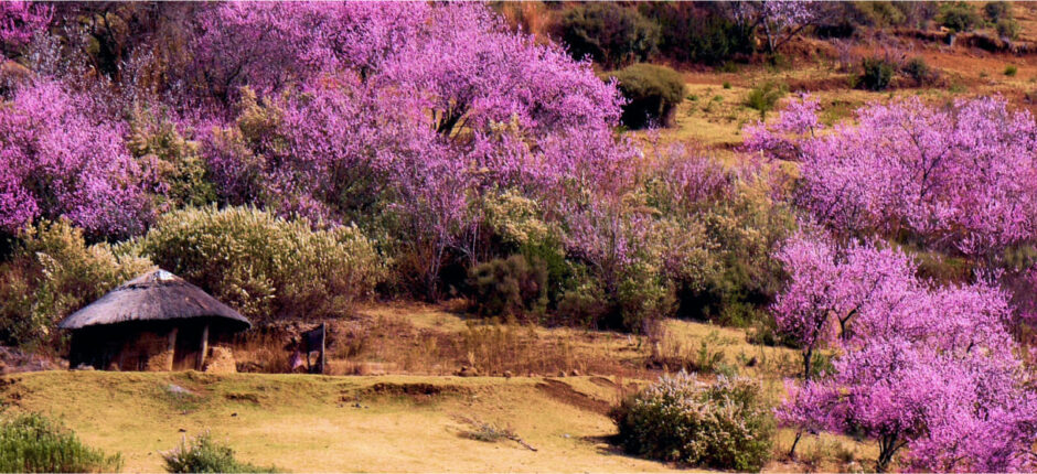 Lesotho