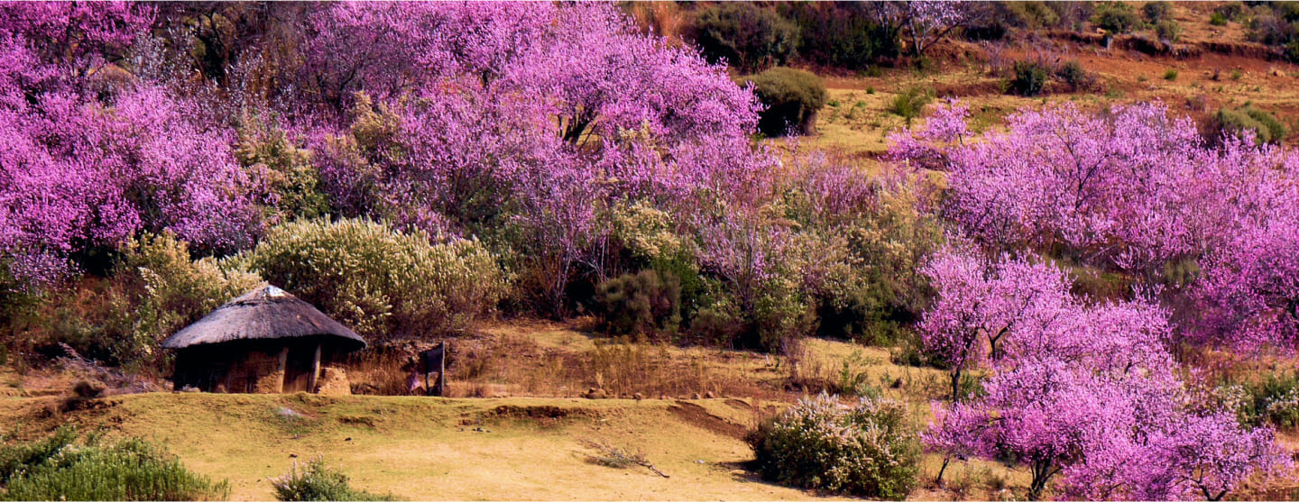 Lesotho